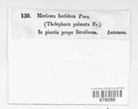 Thelephora palmata image